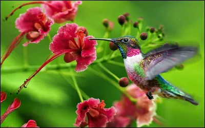 Quelle taille fait le colibri ?
