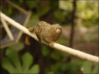 Où habite le ouistiti pygmée ?