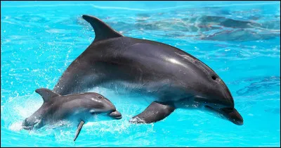 À la guerre les hommes on utilisé le dauphin :