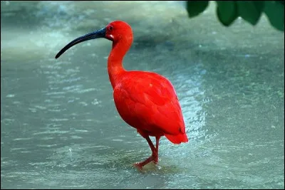Pourquoi l'ibis rouge est-il rouge ?