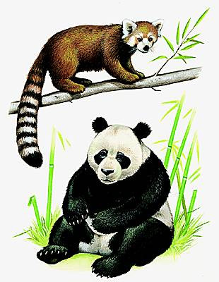 Quiz Animaux