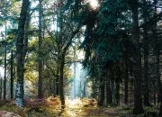 Test Quel arbre es-tu ?