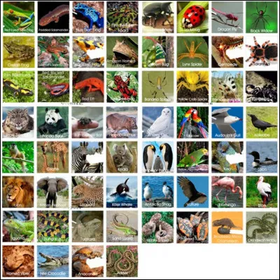 Quels sont tes animaux préférés ?