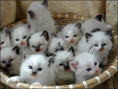 Parmi ces affirmations, deux sont vraies. Lesquelles ?