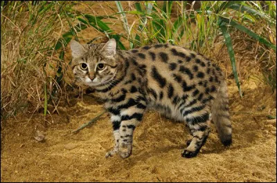 Quel est le plus petit de tous les chats, pesant en moyenne moins de deux kilos ?