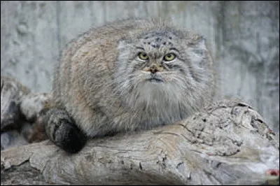 Quel est cet animal ?