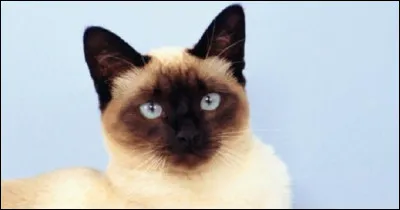 Le mot chat vient du verbe latin cattare. Quelle est sa traduction ?