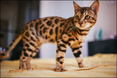 Quelle est cette race de chat ?