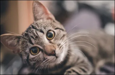 Quelle race de chat vient des États-Unis ?