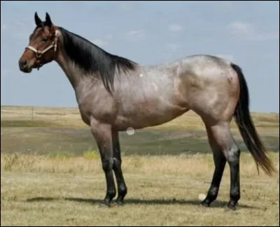 Quelle est cette robe ?