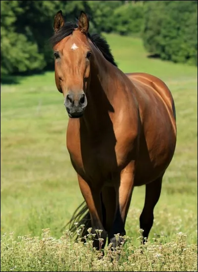 Quelle est cette robe ?