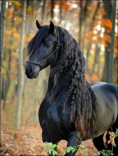 Quelle est cette race ?