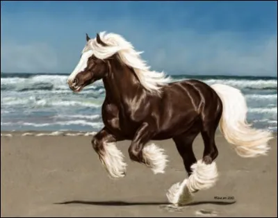 Quelle est cette race ?