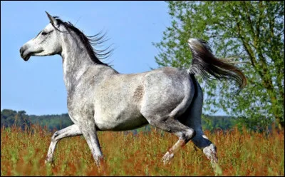 Quelle est cette race ?