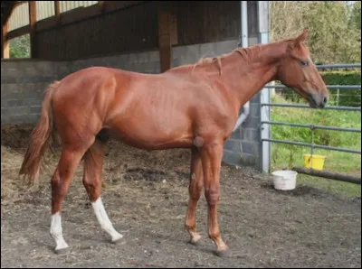 Quelle est cette race ?