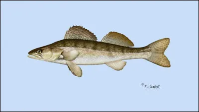 Quel est ce poisson ?