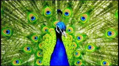 Ces attributs sont le sceptre royal, le diadème, le paon...