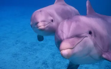 Quiz Dauphins