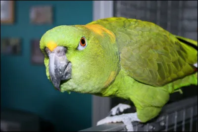 Quel est ton animal préféré ?