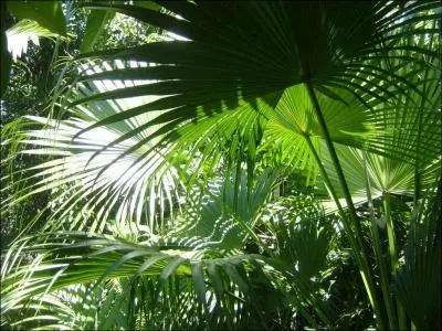 De quel arbre sont issues ces palmes ?