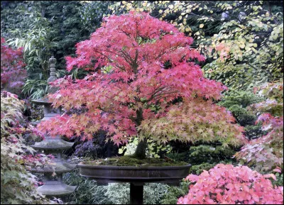 Puis-je mettre cet arbre pour renforcer l'ambiance japonisante ?