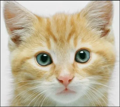 Il existe 70 races de chats.