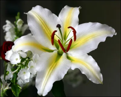 Les lys sont des fleurs à bulbe.
