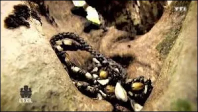 À qui Teheiura a-t-il donné son collier d'immunité quand il s'est fait éliminer ?