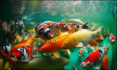 Quel est cet animal, comptant comme l'un des emblèmes du Japon ?
