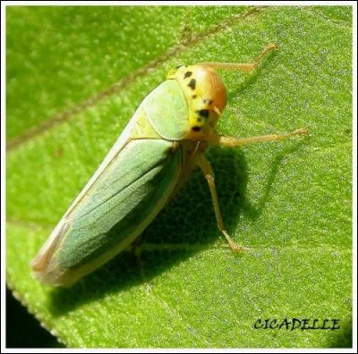 La cicadelle verte est :