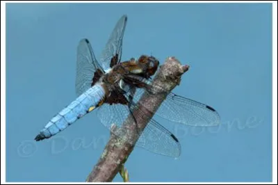 Comment se nomme cet insecte ?