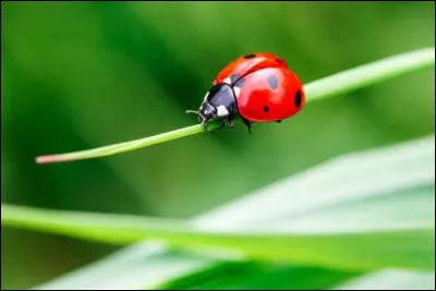 L'adorable coccinelle est de la même famille que :