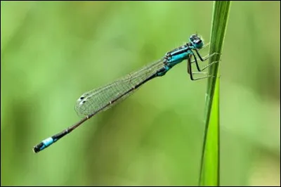 Le frêle et délicat agrion est aussi appelé :