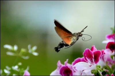 À quoi compare-t-on souvent le moro-sphinx , cet étrange papillon au corps massif ?