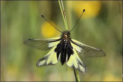 L'ascalaphe soufré est :