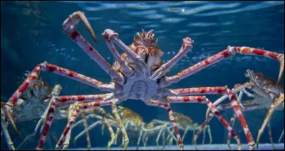 Est-ce que cette créature a pu exister ?