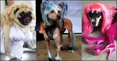 Précision du Trésor Public : Les animaux domestiques ne sont pas des enfants à charge !