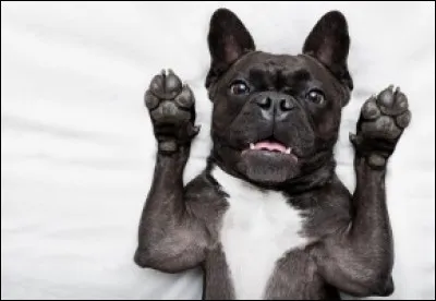 Explication véhémente d'un assuré : Je proteste énergiquement contre ce que prétend le maître du chien, d'accord j'ai mordu le berger allemand, mais c'est lui qui avait commencé !