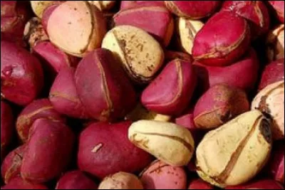 Quelles sont ces noix, graines comestibles du colatier, un arbuste originaire de la forêt tropicale africaine ?