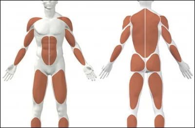 Quelle partie du corps le tennis-elbow touche-t-il ?