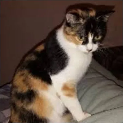 Tu es nommé(e) guerrier/ère...