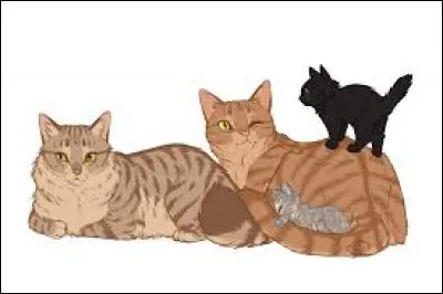 Quand tu étais chaton, tu passais ton temps à...