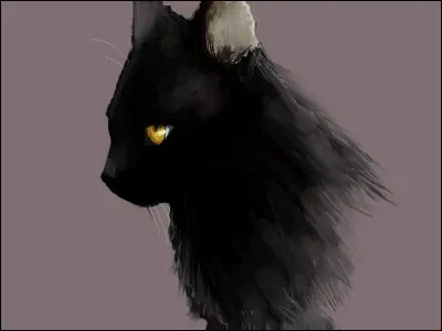 Que penses-tu de Nuage de Brume ?