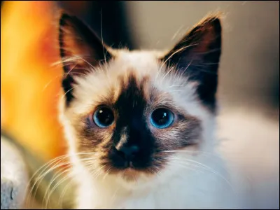 Qu'est-ce qui est dangereux pour un chat ?