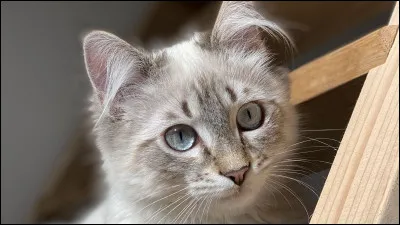 Combien y a-t-il de races de chats ?