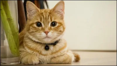 Combien de temps par jour dort un chat ?