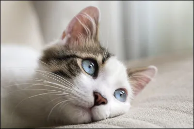 Combien mesure un chat adulte (sans la queue) ?