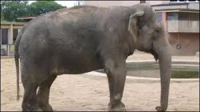 Regardez bien les oreilles de cet éléphant, elles vous indiqueront si ce dernier nous vient des pays orientaux.