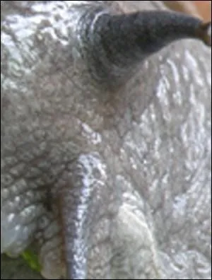 Quel est cet animal ?