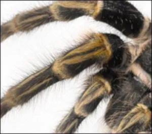 Quel est cet animal ?